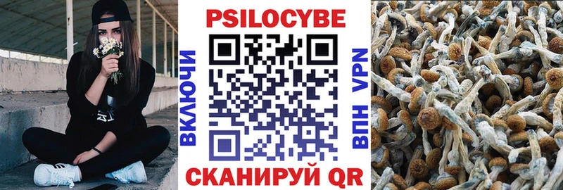 Галлюциногенные грибы Psilocybe  даркнет сайт  Михайлов 